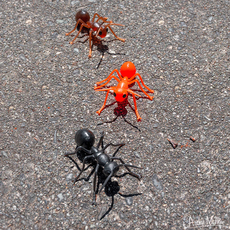 Ants!