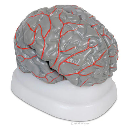Brain Model