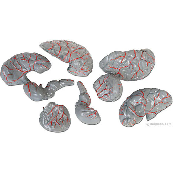 Brain Model