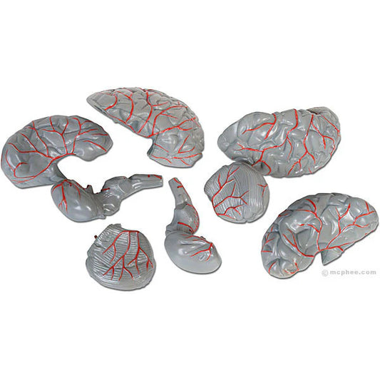 Brain Model