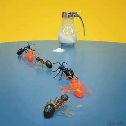 Ants!