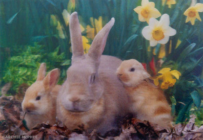 Cute and Cuddly Lenticular Card Set